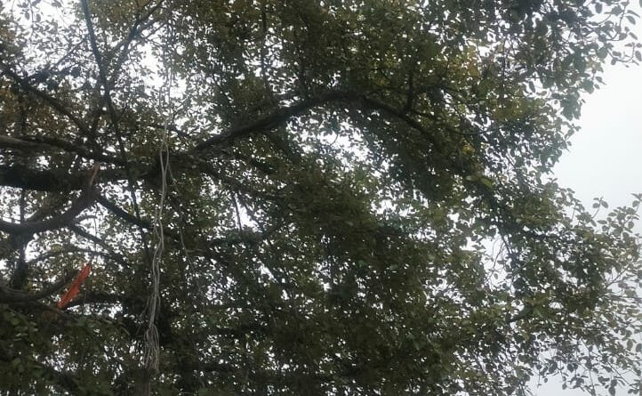 गौचर में मुख्य बाजार में खतरनाक पेड़ों की लॉपिंग की मांग