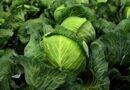 How Healthy Is Cabbage?