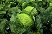 How Healthy Is Cabbage?