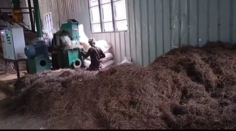 अब कबाड़ नहीं, कमाई का जरिया है चीड़ की पत्तियां