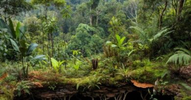 वन केवल लकड़ियों का भंडार मात्र नहीं