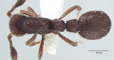 केरल में खोजी गई चीटी की नई प्रजातियां