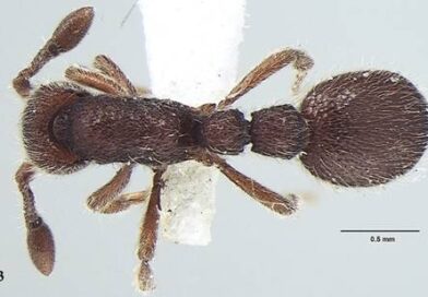 केरल में खोजी गई चीटी की नई प्रजातियां केरल में खोजी गई चीटी की नई प्रजातियां