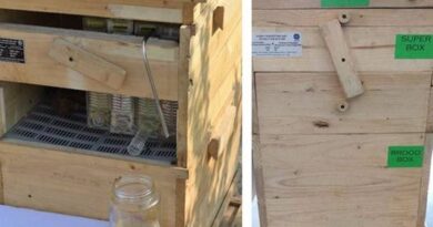 वैज्ञानिकों ने किया मधुमक्खियों के छत्ते में सुधार, मिलेगा गुणवत्तापूर्ण शहद