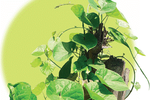 गिलोय वैश्विक मंच पर छा गया: एक दशक में शोध प्रकाशनों में 300% से अधिक की वृद्धि