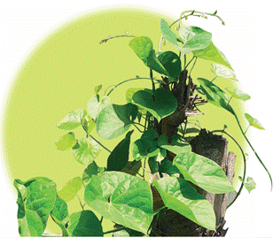 गिलोय वैश्विक मंच पर छा गया: एक दशक में शोध प्रकाशनों में 300% से अधिक की वृद्धि