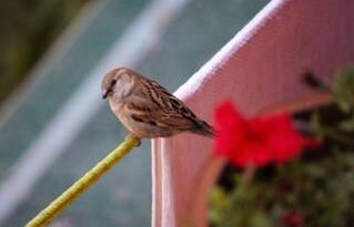 क्या लुप्तप्राय घरेलू गौरैया वापसी कर रही है?