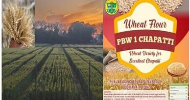 नरम और मीठी चपाती बनाने वाली गेहूं की नई प्रीमियम गुणवत्ता की किस्म विकसित