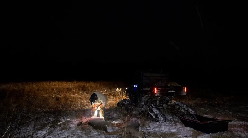 Targeted Hunts Were Supposed to Curb ‘Zombie Deer Disease.’ Now What?