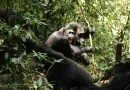 These Chimps Began the Bloodiest ‘War’ on Record. No One Knows Why.