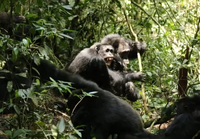 These Chimps Began the Bloodiest ‘War’ on Record. No One Knows Why.