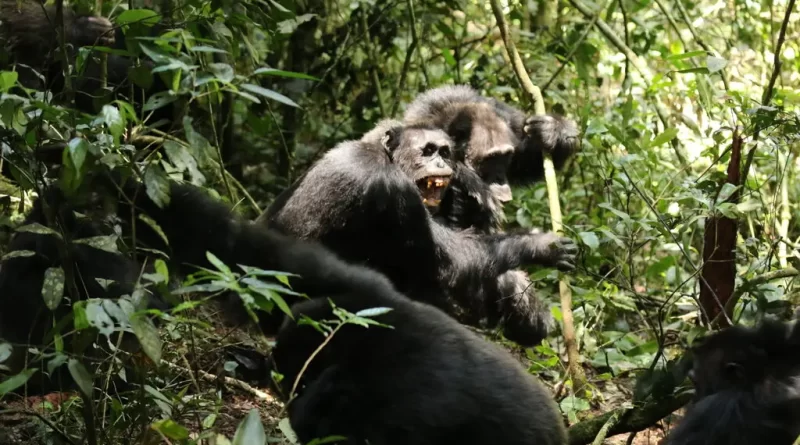 These Chimps Began the Bloodiest ‘War’ on Record. No One Knows Why.