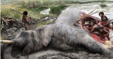 प्राचीन काल के मानव (Neanderthals) हाथियों का शिकार करने में सक्षम थे? सबूत एक प्राचीन हड्डी में छिपा है