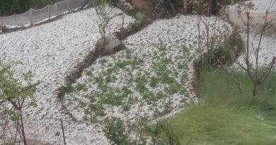 ओलावृष्टि और तेज बारिश से खदेड़ पट्टी में गेहूं-जौ की फसल बर्बाद, किसान परेशान