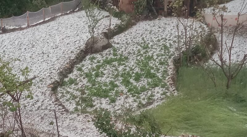 ओलावृष्टि और तेज बारिश से खदेड़ पट्टी में गेहूं-जौ की फसल बर्बाद, किसान परेशान