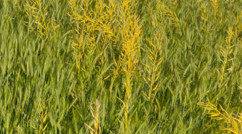 बेमौसम बारिश से कास्तकार चिंतित, पकने को तैयार फसलों पर मंडराया खतरा