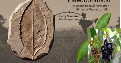 भारत जामुन के विकास के उद्गम स्थल के रूप में उभर रहा है