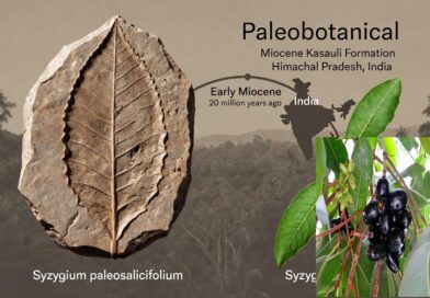 भारत जामुन के विकास के उद्गम स्थल के रूप में उभर रहा है