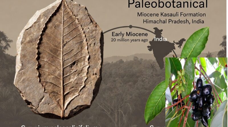 भारत जामुन के विकास के उद्गम स्थल के रूप में उभर रहा है