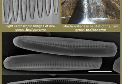 शोधार्थियों ने पानी में सर्वाधिक ऑक्सीज़न उत्पादक डायटम सूक्ष्म शैवाल  खोज निकला