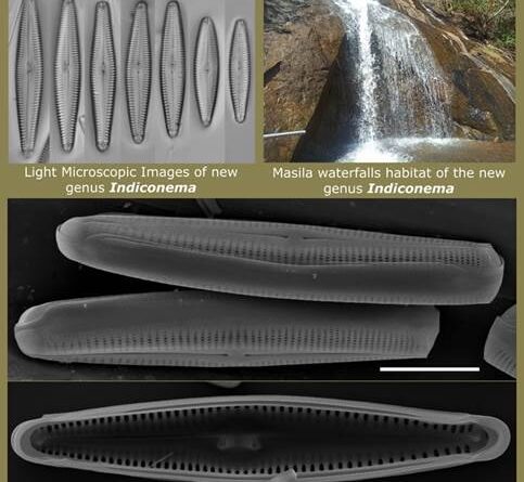 शोधार्थियों ने पानी में सर्वाधिक ऑक्सीज़न उत्पादक डायटम सूक्ष्म शैवाल  खोज निकला