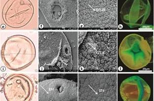 भारत के गंगा मैदान में कृषि अतीत को समझने में मदद करने वाला नया अध्ययन: घास के पराग कणों का उपयोग