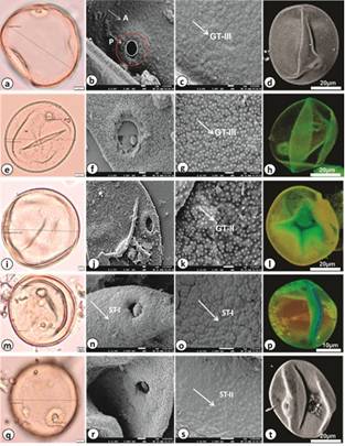 भारत के गंगा मैदान में कृषि अतीत को समझने में मदद करने वाला नया अध्ययन: घास के पराग कणों का उपयोग