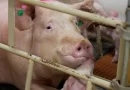 What the Meat Industry Doesn’t Want You to Know