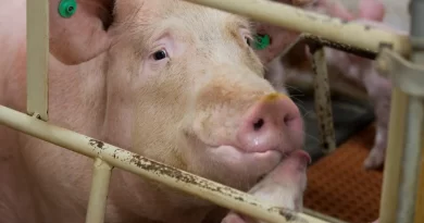 What the Meat Industry Doesn’t Want You to Know