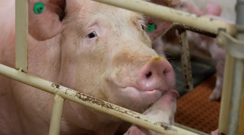 What the Meat Industry Doesn’t Want You to Know