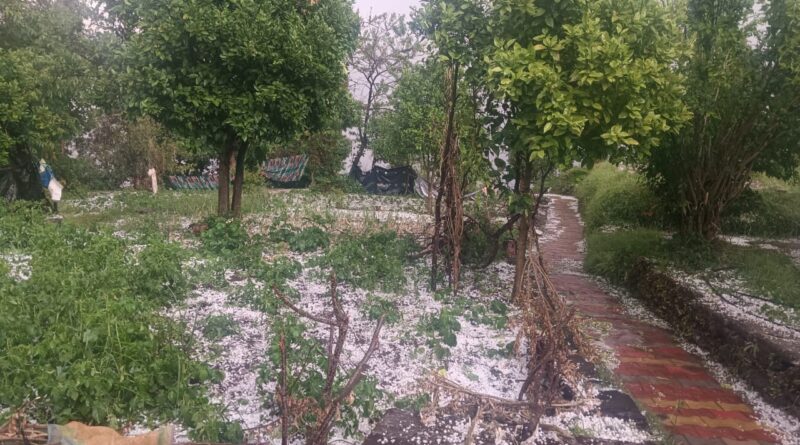 बेमौसम बारिश और ओलावृष्टि से काश्तकारों की बढ़ी चिंता, फसलों को भारी नुकसान