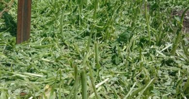 ओलावृष्टि से पोखरी के नैल गांव में फसलें तबाह, काश्तकारों ने मांगा मुआवजा