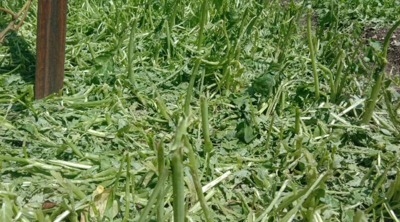 ओलावृष्टि से पोखरी के नैल गांव में फसलें तबाह, काश्तकारों ने मांगा मुआवजा