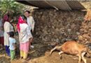 ट्रांसफार्मर में आग लगने से गौचर में गाय की मौत, करंट से झुलसे दो मजदूर