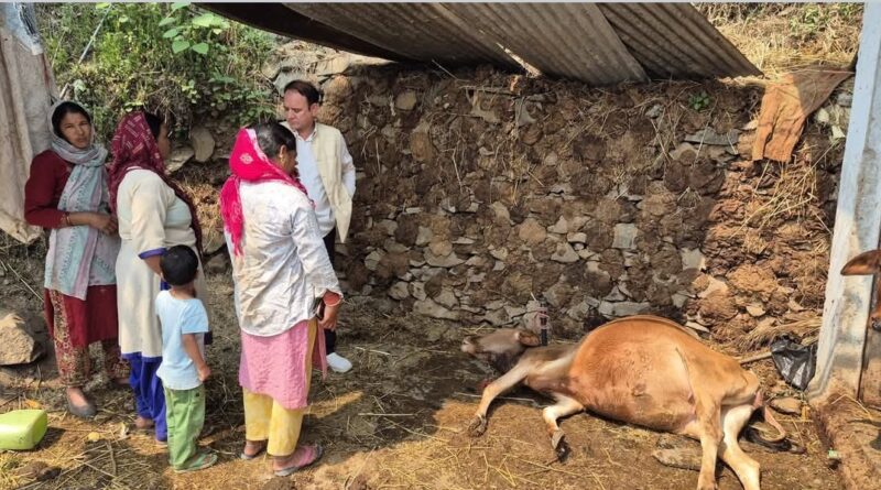 ट्रांसफार्मर में आग लगने से गौचर में गाय की मौत, करंट से झुलसे दो मजदूर