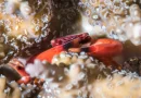 There’s a Bit of Good News for Coral Reefs