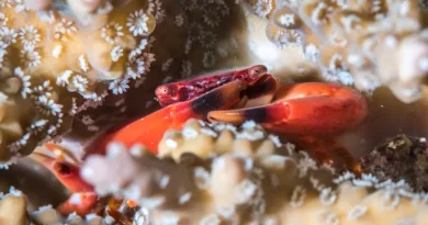 There’s a Bit of Good News for Coral Reefs