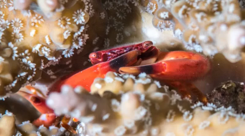 There’s a Bit of Good News for Coral Reefs