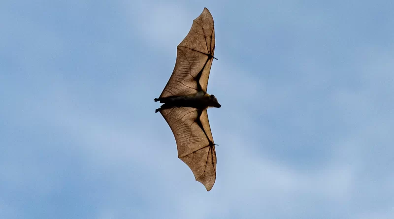 The Ebola Outbreak’s Central Mystery: Where Did This Virus Come From?