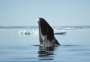 Life Lessons From (Very Old) Bowhead Whales