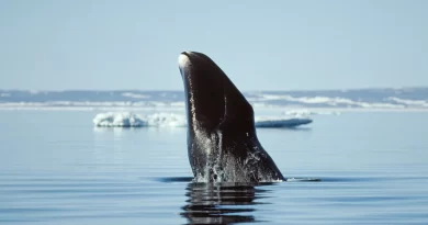 Life Lessons From (Very Old) Bowhead Whales