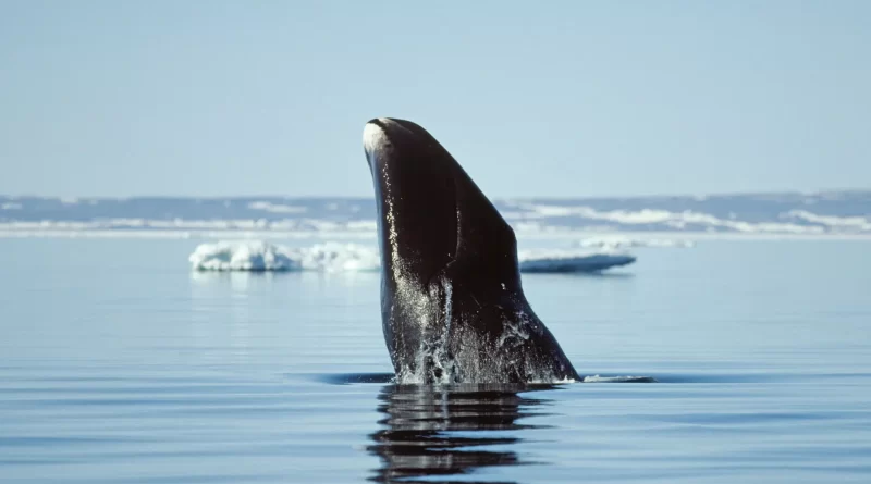 Life Lessons From (Very Old) Bowhead Whales
