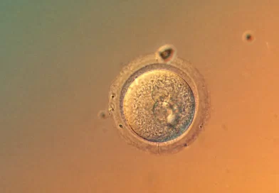 Scientists Edit Human Embryo Genes With Startling Precision Scientists Edit Human Embryo Genes With Startling Precision