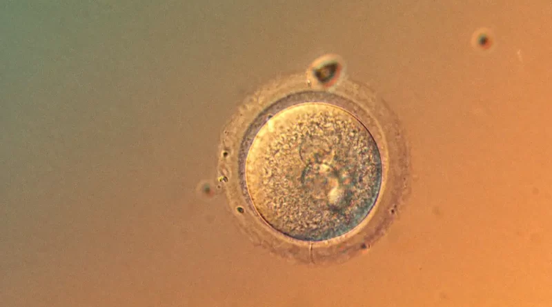 Scientists Edit Human Embryo Genes With Startling Precision Scientists Edit Human Embryo Genes With Startling Precision