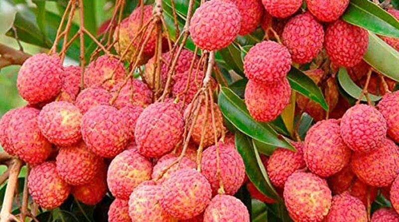 उत्तराखंड की ताज़ी लीची के पहले निर्यात को इटली तक पहुंचाने में एपीडा ने यूरोपीय बाज़ार में प्रवेश करते हुए मदद की