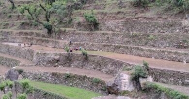 सामूहिक श्रम के सहारे सांस ले रही पहाड़ की परंपरागत धान की रोपाई