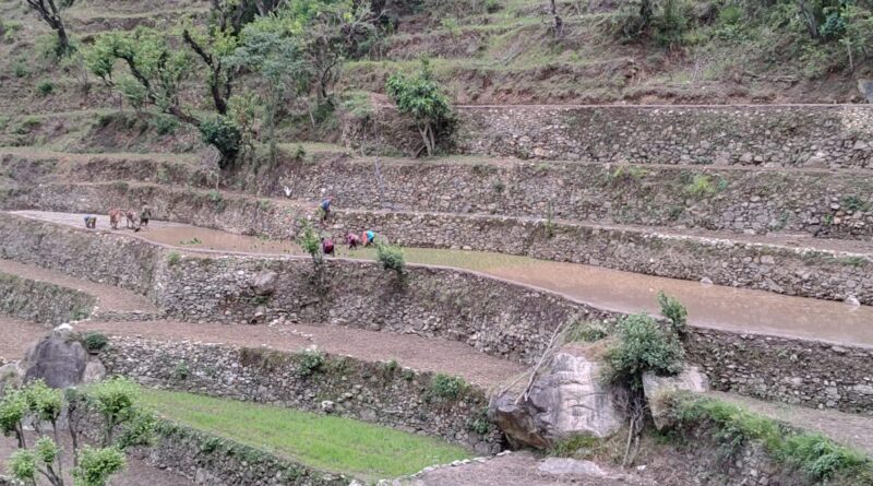 सामूहिक श्रम के सहारे सांस ले रही पहाड़ की परंपरागत धान की रोपाई