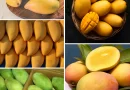 भारतीय आमों की मिठास अब आइसलैंड तक पहुँची