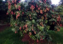 UTTARAKHAND LITCHI REACHES EUROPE: FIRST CONSIGNMENT EXPORTED FROM DEHRADUN TO ITALY
