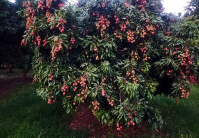 UTTARAKHAND LITCHI REACHES EUROPE: FIRST CONSIGNMENT EXPORTED FROM DEHRADUN TO ITALY UTTARAKHAND LITCHI REACHES EUROPE: FIRST CONSIGNMENT EXPORTED FROM DEHRADUN TO ITALY